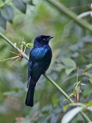 Bronzed Drongo