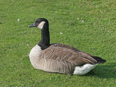 Canada Goose