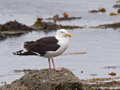 Great Black-backed Gull