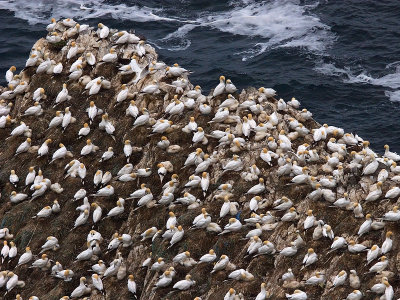 A colony of nesting Gannets at Hermaness