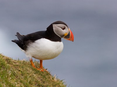 Puffin