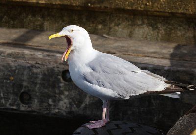 Birds of Shetland