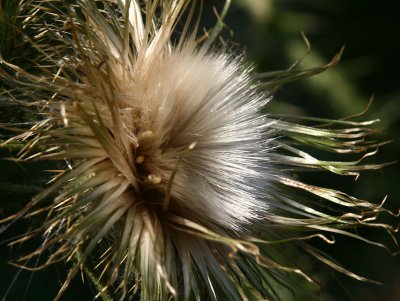 Purple thistle going to seed
