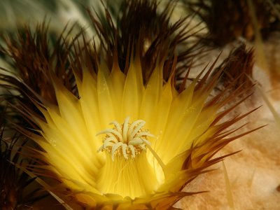 Cactus sunburst
