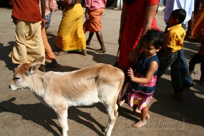 09-Little girl pats cow