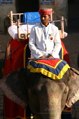 14-Elephant and driver