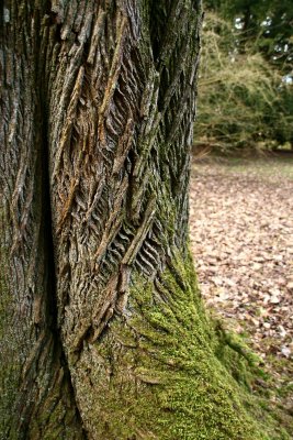Westonbirt Arboretum