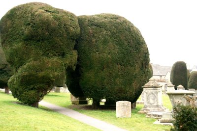 Giant yews