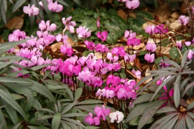 Cyclamen