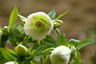 Hellebores