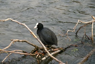 Black bird with white headdress