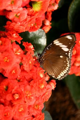 Brown butterfly on red flower