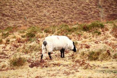 Sheep on the moor