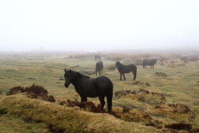 Wild ponies in the fog