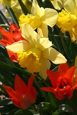 Daffodils and tulips