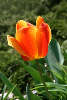 Tulip Glory