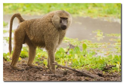 Mandril - Baboon