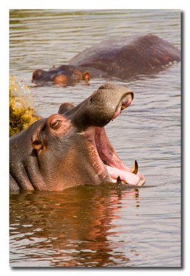 Hipopotamo - Hippopotamus
