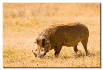 Jabali Africano - Warthog