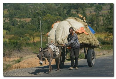 Mucha carga poco animal  -  Load larger than the donkey