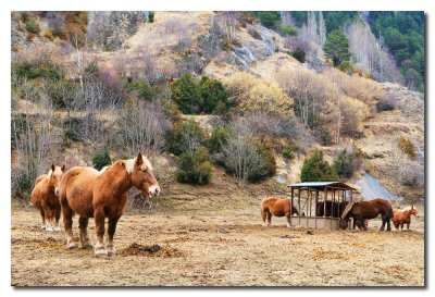 Caballos en Andorra  -  Horses in Andorra