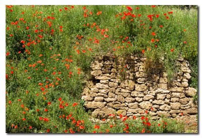 Lateral carretera en primavera - Spring roadside