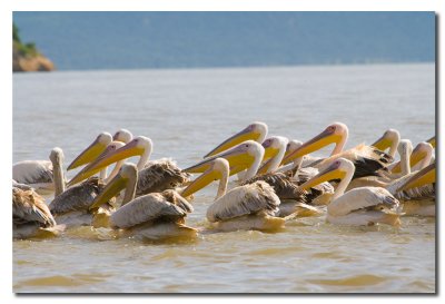 Pelicanos - Pelicans