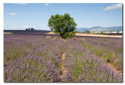 Lavanda en la planicie de Valensole  -  Lavender in the Valensole  plain