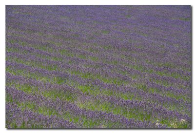 Lavanda  -  Lavender