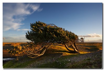 Arbol peinado por el viento  -  Tree combed by the wind