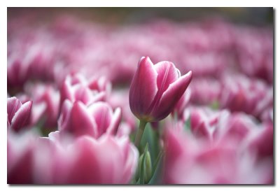 Tulipanes en Longwood Gardens Pennsylvania