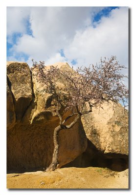 Arbol entre rocas  -  Tree and rocks