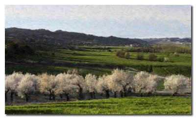 Almendros en flor  -  Almond trees in flower