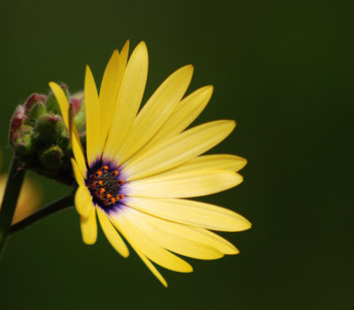 Flora