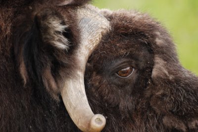 Musk-Ox