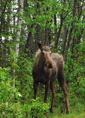 Moose