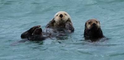 Sea Otters