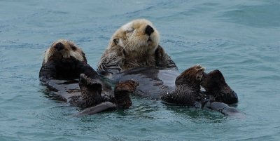Sea Oters