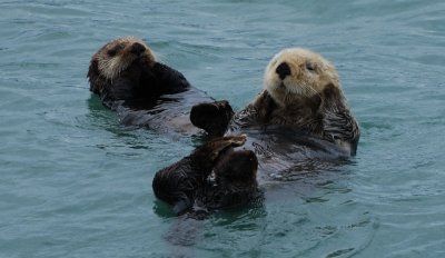 Sea Otters