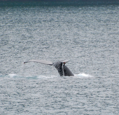 Humpback whale fluke