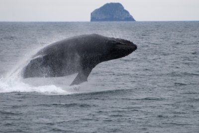 breaching Humpback