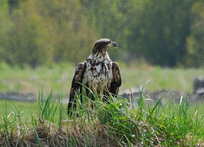 immature Bald Eagle