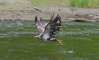 immature Bald Eagle