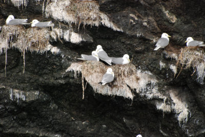 Black-Legged Kittiwake detail