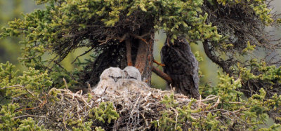 Great Horned Owls