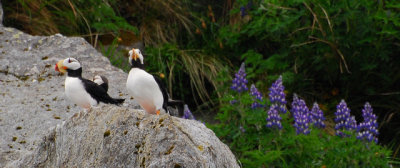 Horned Puffins