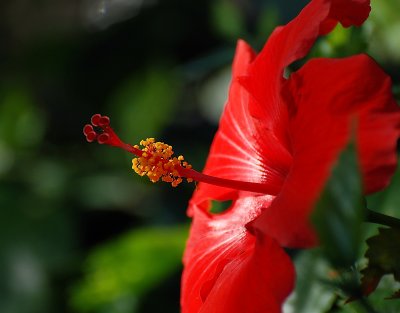 red Hibiscus