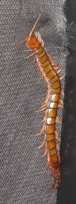 Amazonian Giant Centipede