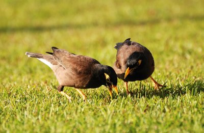 squabling Common Mynas