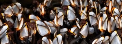 Pelagic Goose Barnacle Patterns